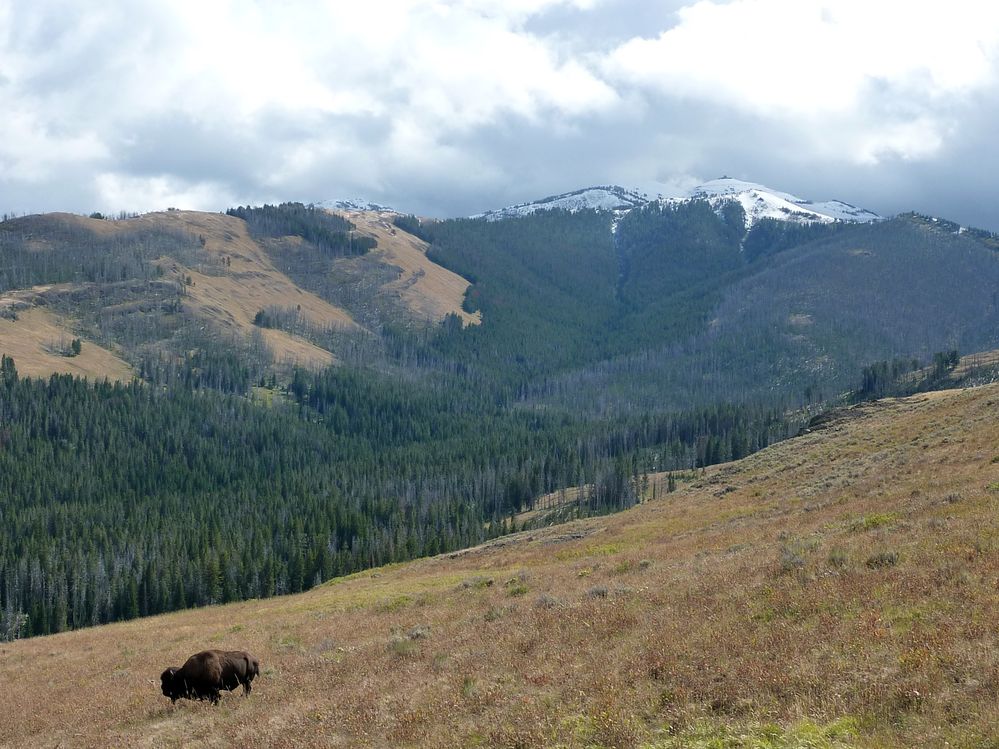 Yellowstone (72).JPG